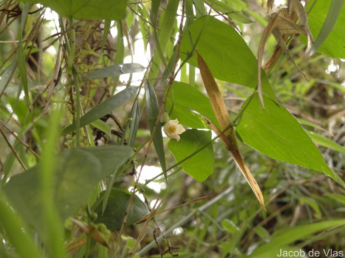 Zehneria thwaitesii (Schweinf.) C.Jeffrey